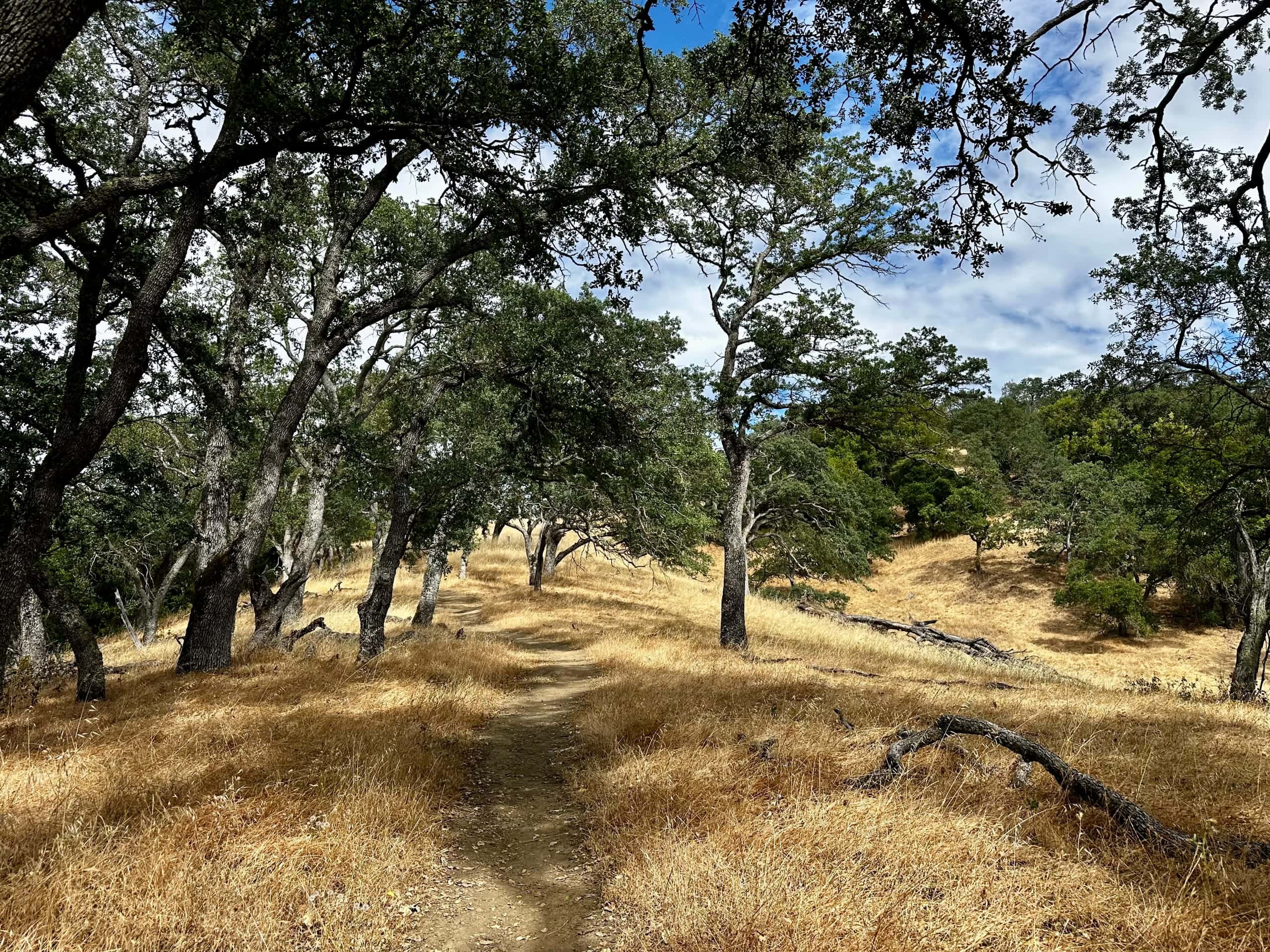 A dirt path winding through golden grass and oak trees
