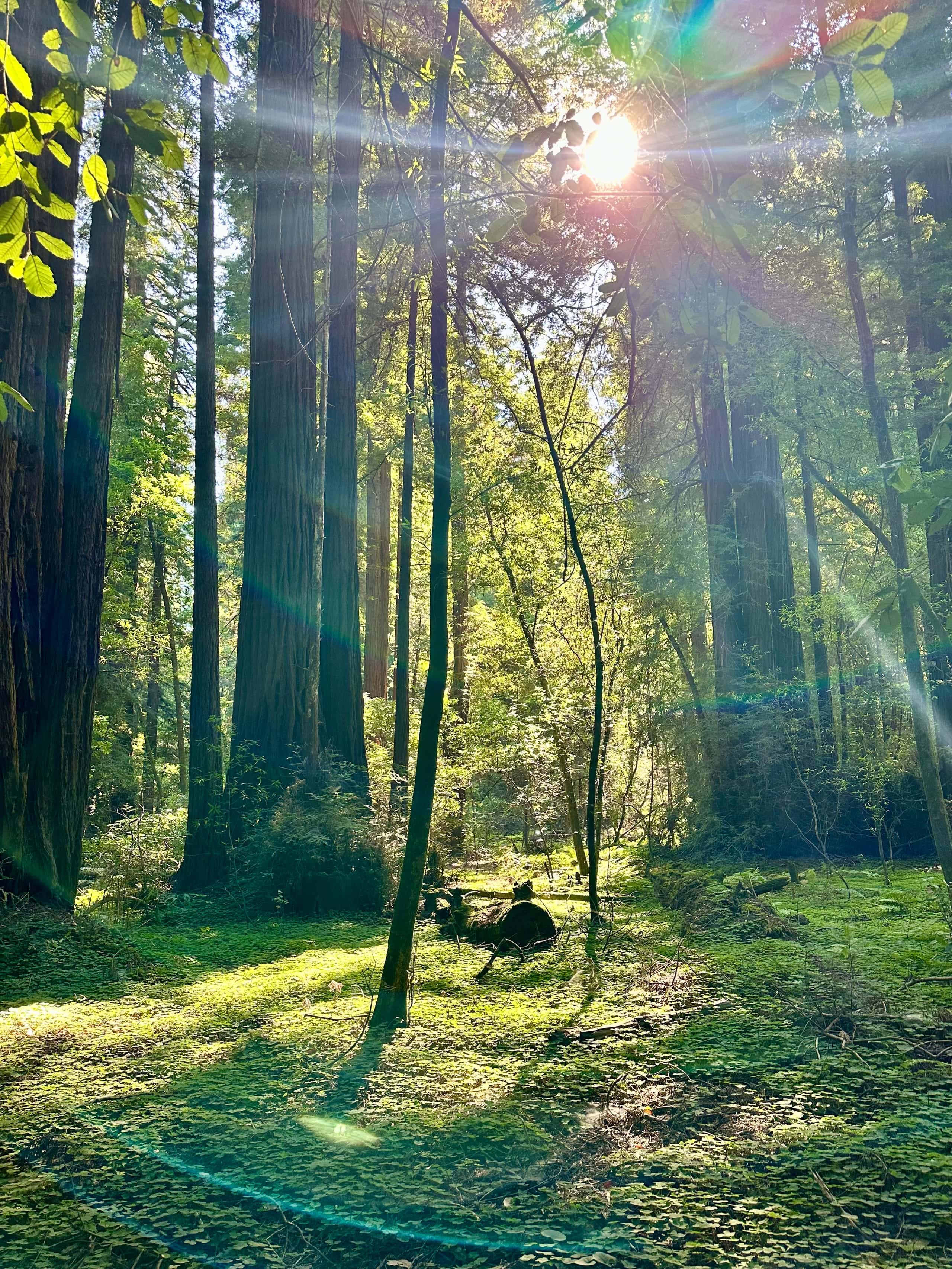 Sunlight breaking through a redwood grove onto the green forest floor